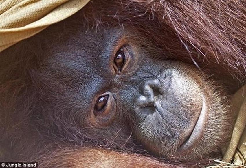 Kemoterapi gören ilk orangutan