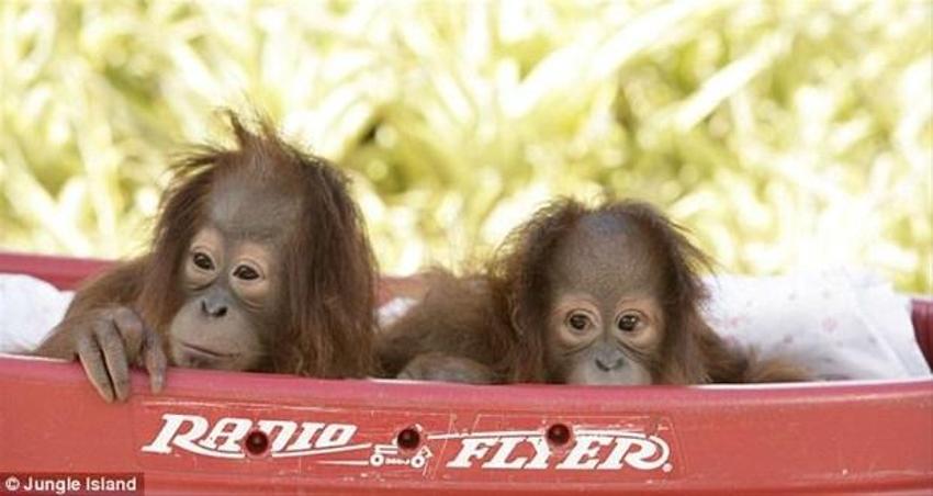 Kemoterapi gören ilk orangutan