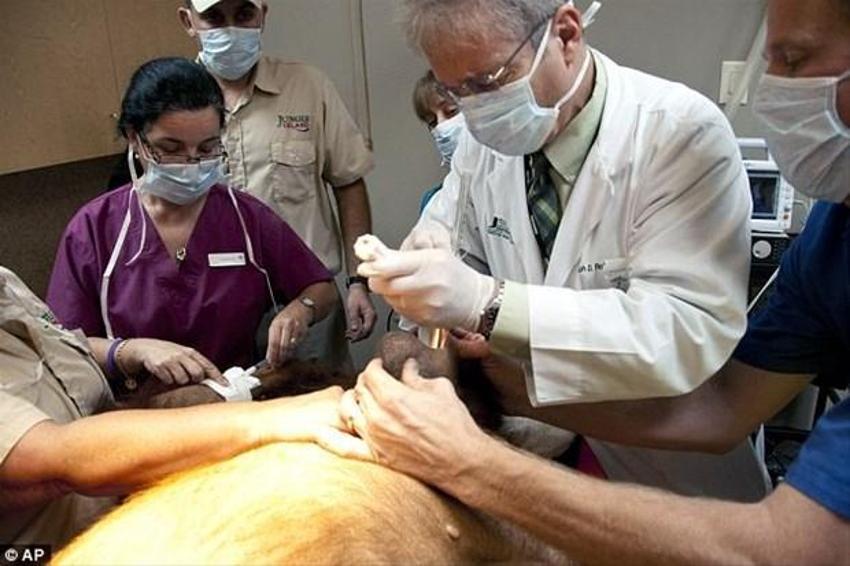 Kemoterapi gören ilk orangutan