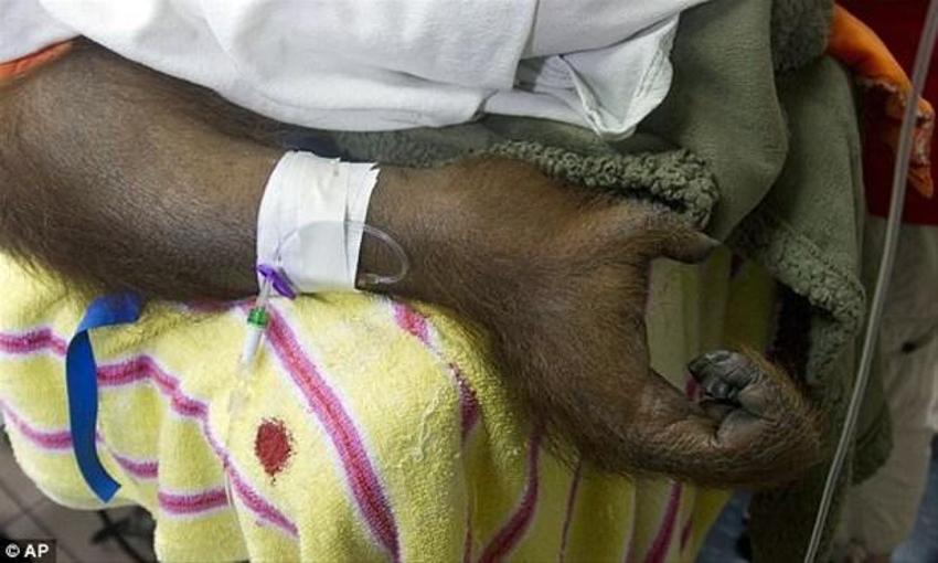 Kemoterapi gören ilk orangutan