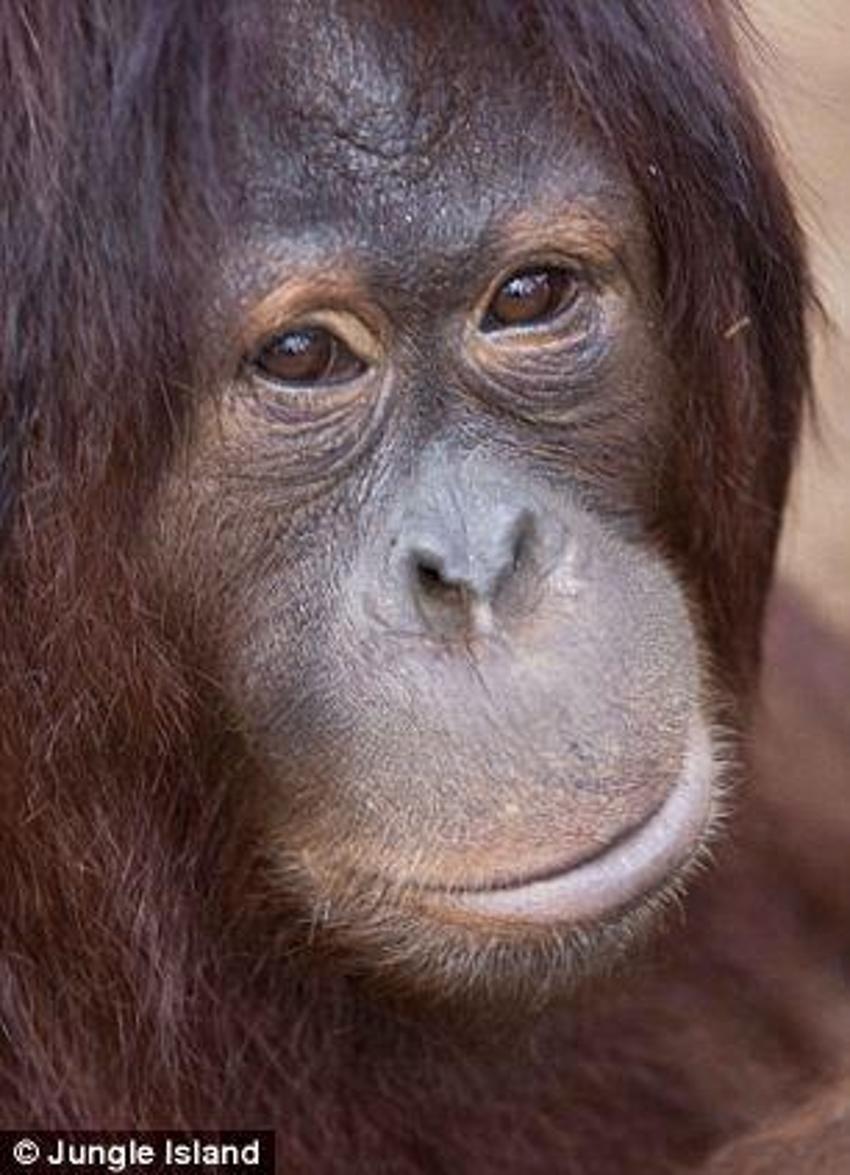 Kemoterapi gören ilk orangutan