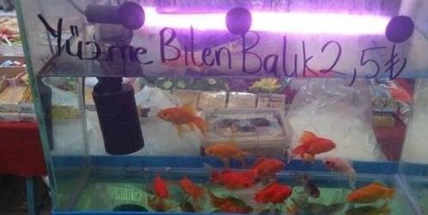 Yurdum insanından güldüren kareler!