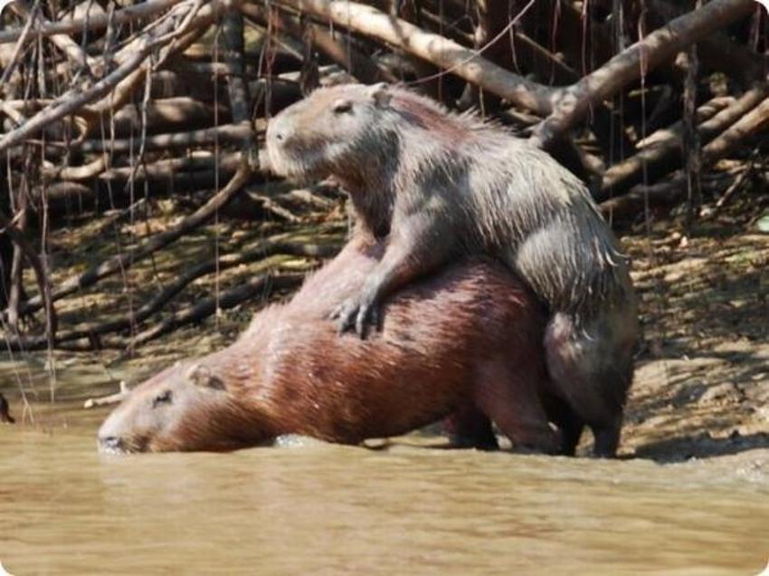 Два самца совокупляются с самкой Два самца совокупляются с самкой