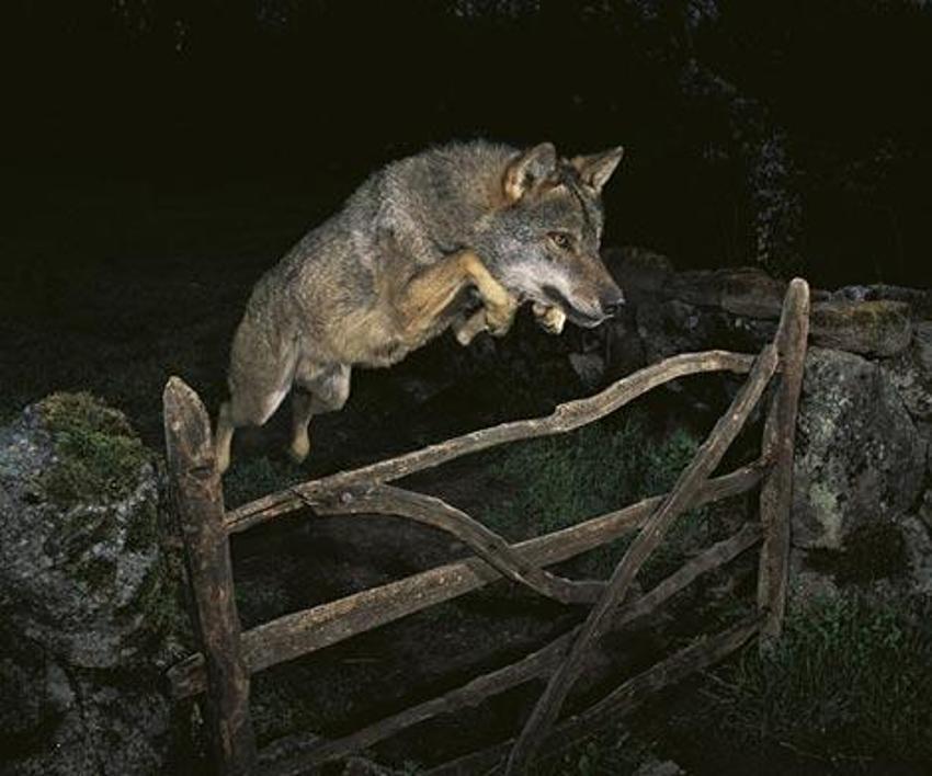 En vahşi doğa fotoğrafları