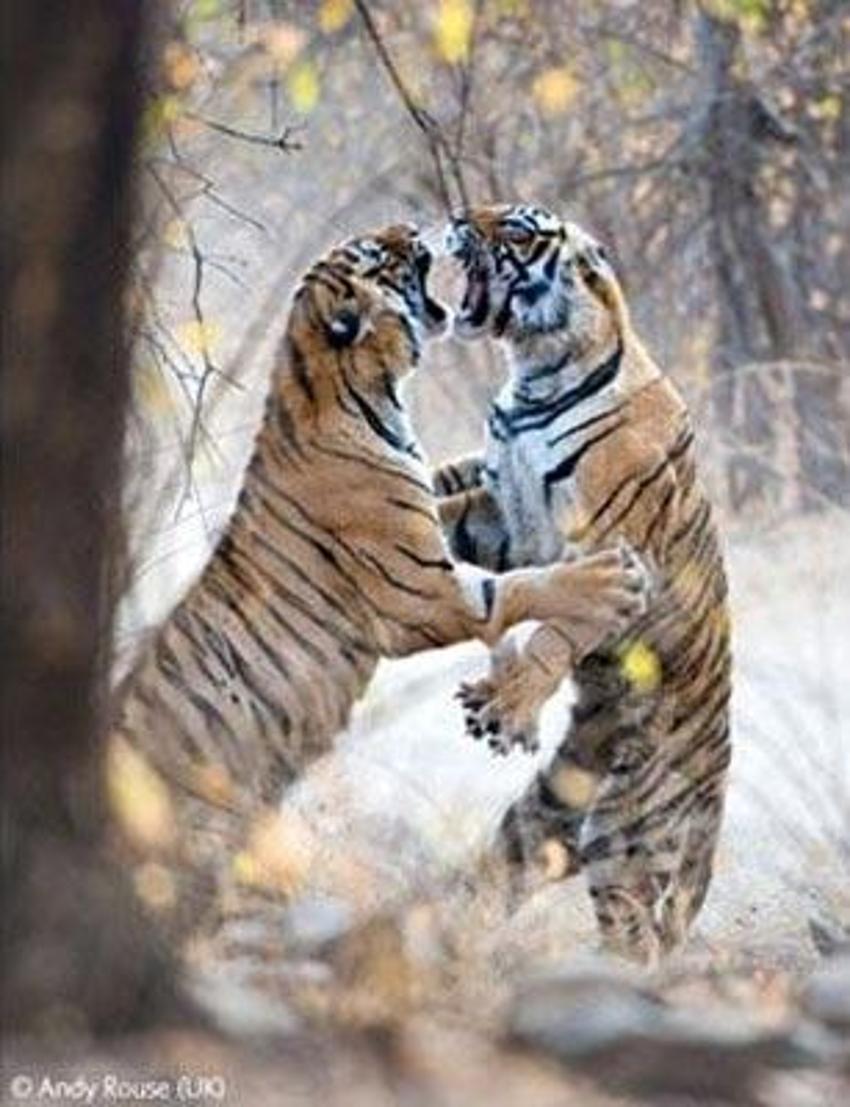 En vahşi doğa fotoğrafları
