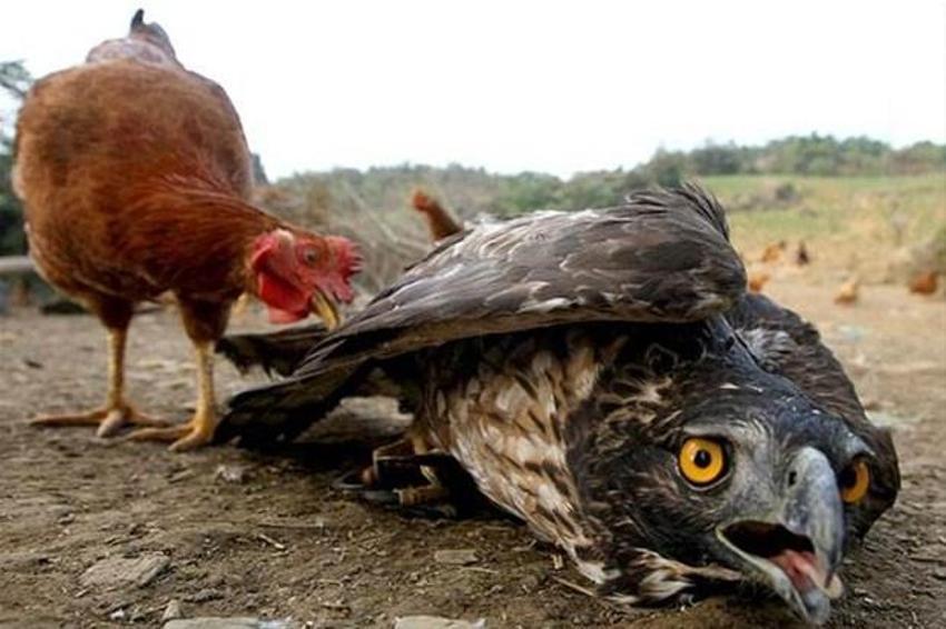 En vahşi doğa fotoğrafları
