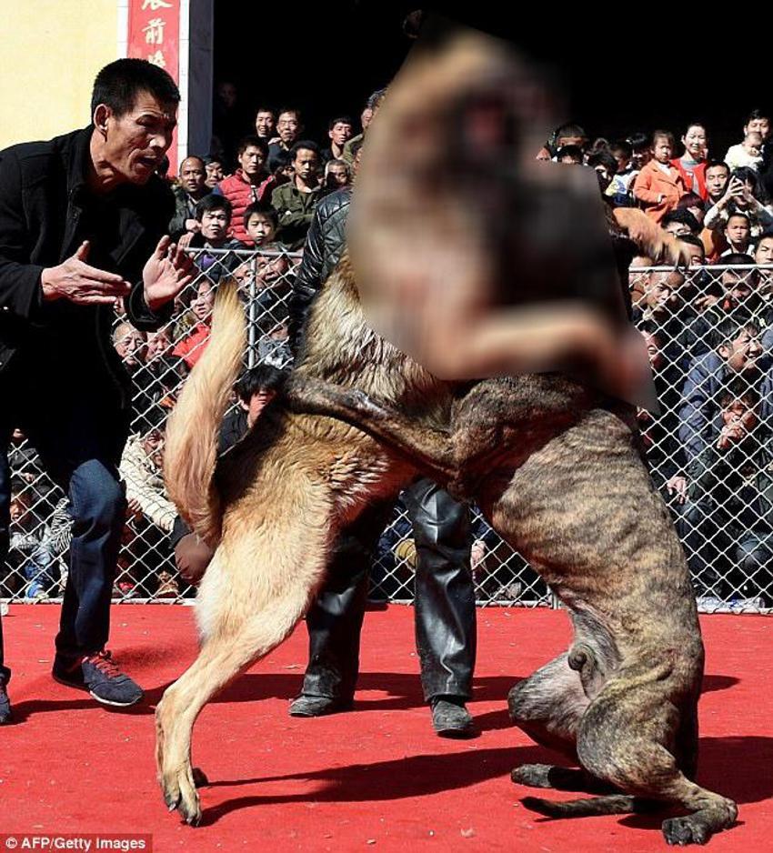 Çin'de korkunç köpek dövüşü
