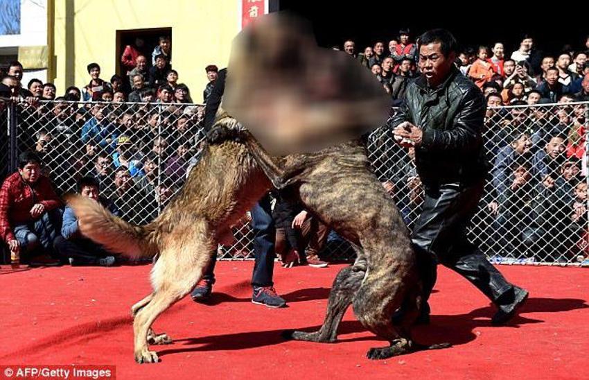 Çin'de korkunç köpek dövüşü