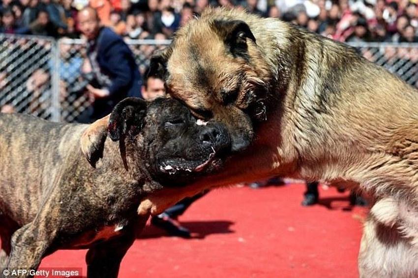 Çin'de korkunç köpek dövüşü