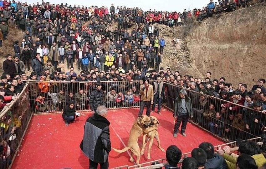 Çin'de korkunç köpek dövüşü