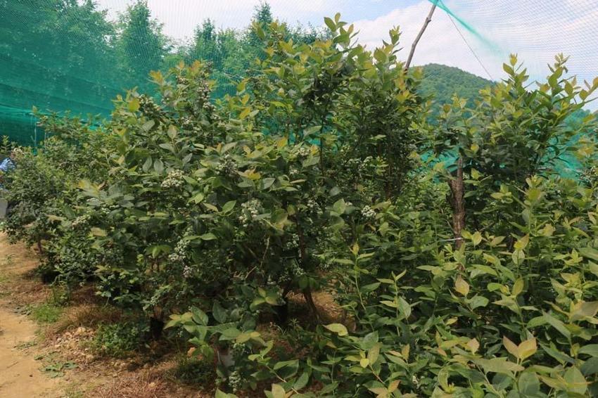 Deneme amaçlı 'mavi yemiş' üretildi yıllık 100 bin TL kazandırdı...