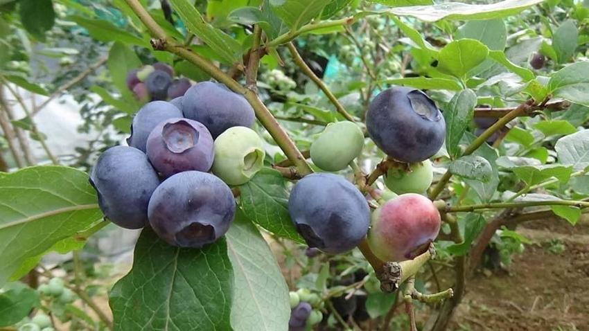 Deneme amaçlı 'mavi yemiş' üretildi yıllık 100 bin TL kazandırdı...