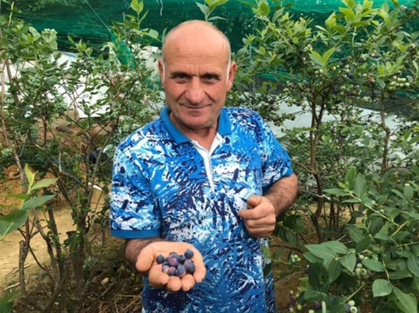 Deneme amaçlı 'mavi yemiş' üretildi yıllık 100 bin TL kazandırdı...