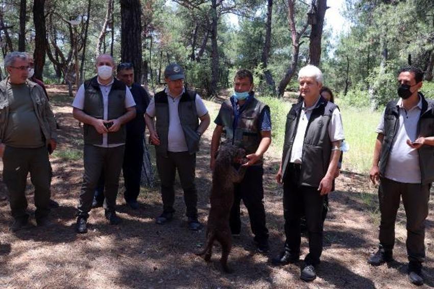 Kilosu 2 bin 500 lira! Ormandan toplanıyor...