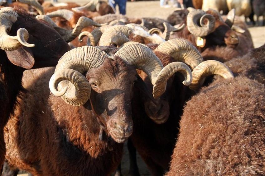 Kurban Bayramı yasakları belli oldu! Tek tek açıklandı! 15 gün...