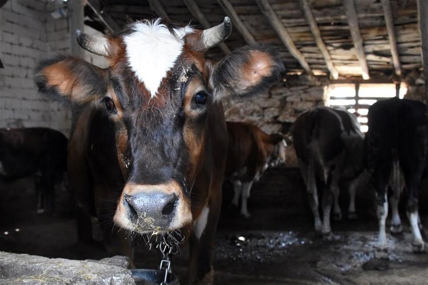 Kurban Bayramı yasakları belli oldu! Tek tek açıklandı! 15 gün...