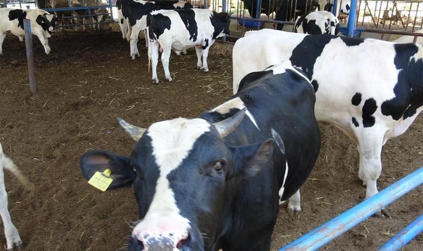 Kurban Bayramı yasakları belli oldu! Tek tek açıklandı! 15 gün...