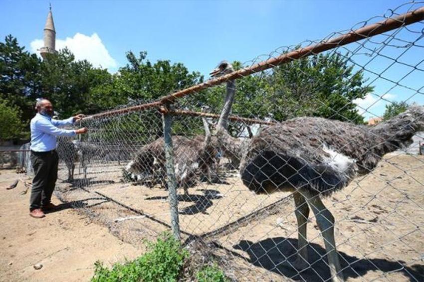 Paraya para demiyor! Yılda 300 bin lira kazandırıyor...
