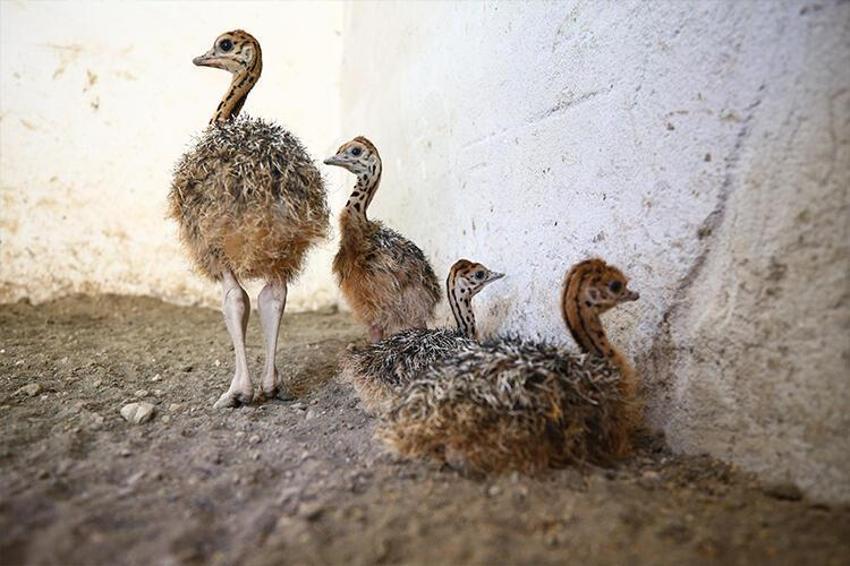 Paraya para demiyor! Yılda 300 bin lira kazandırıyor...