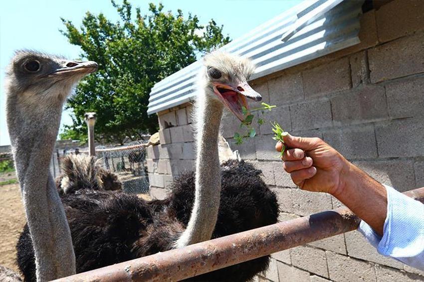 Paraya para demiyor! Yılda 300 bin lira kazandırıyor...