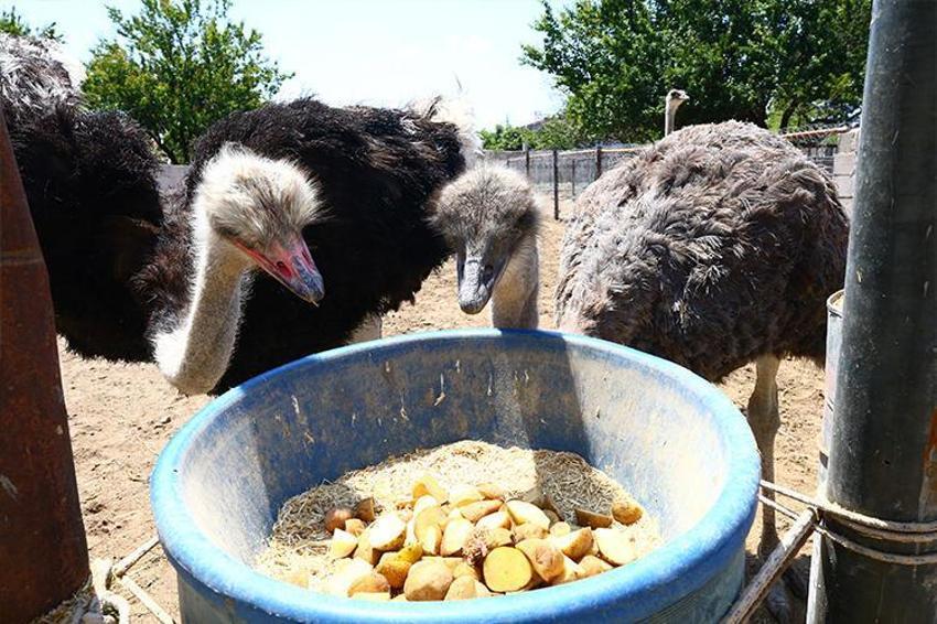 Paraya para demiyor! Yılda 300 bin lira kazandırıyor...