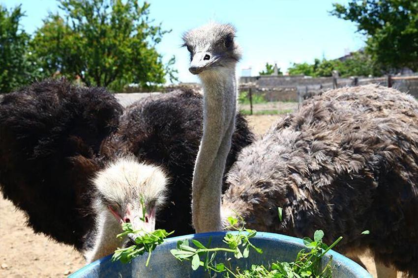 Paraya para demiyor! Yılda 300 bin lira kazandırıyor...