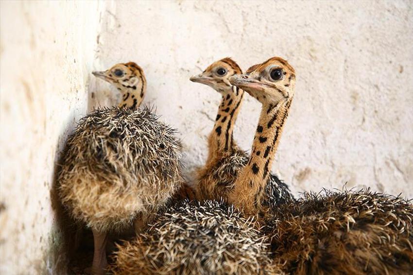 Paraya para demiyor! Yılda 300 bin lira kazandırıyor...