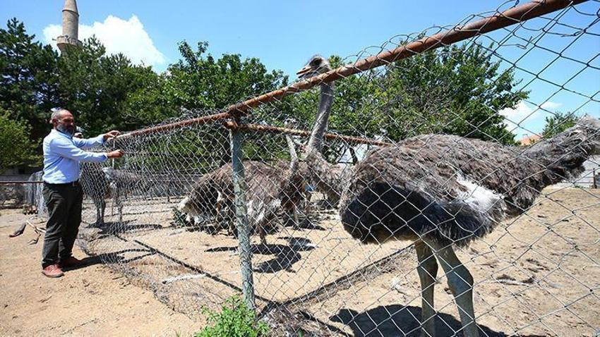 Paraya para demiyor! Yılda 300 bin lira kazandırıyor...
