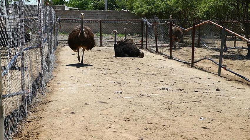 Paraya para demiyor! Yılda 300 bin lira kazandırıyor...