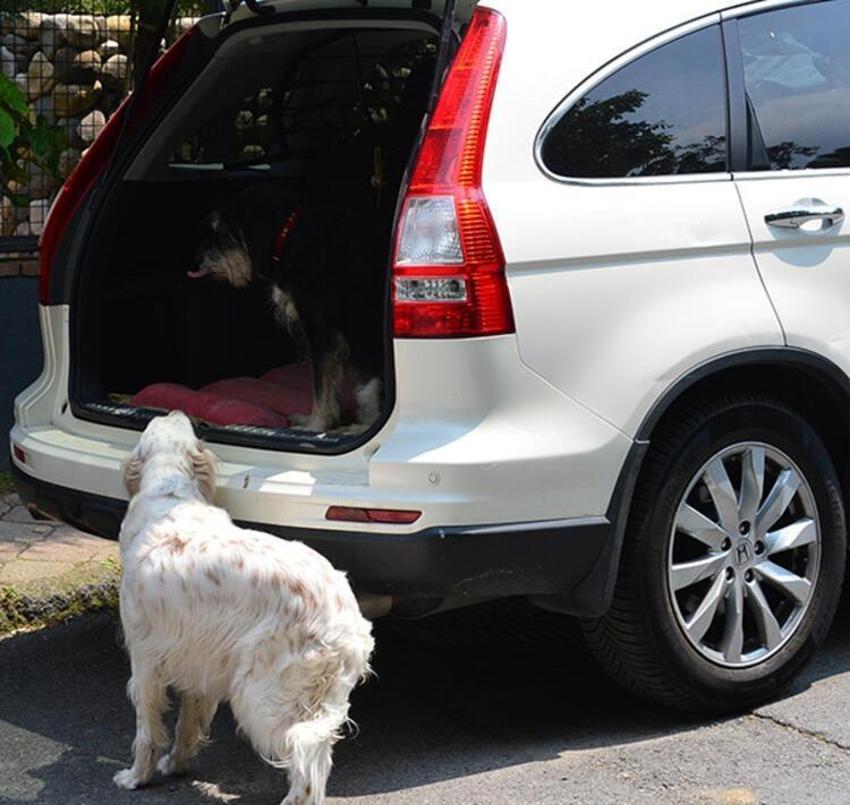 Bir bebek, üç köpekle tatile! Tencere taşıdı!