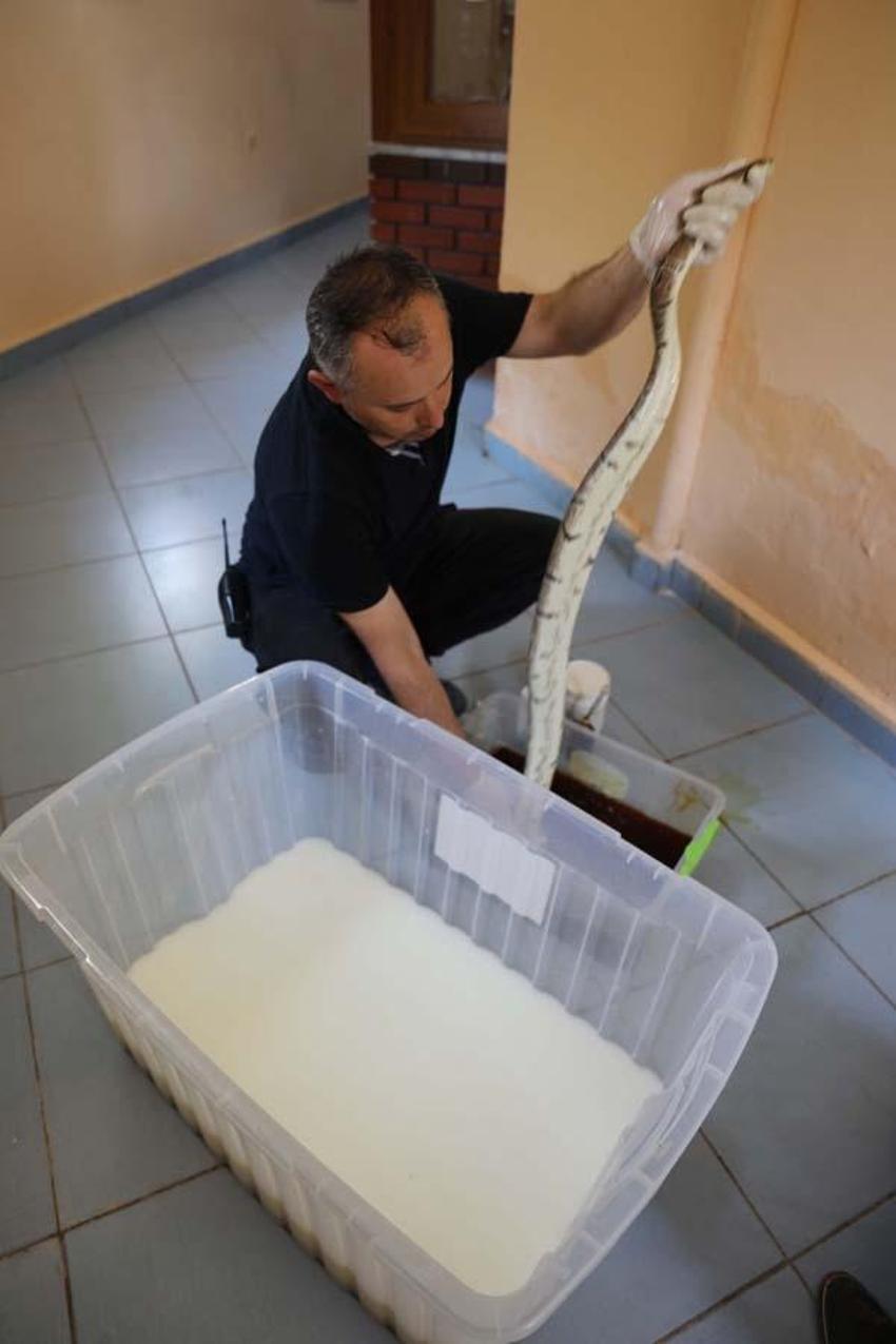 İçi süt dolu küvette yapılıyor! Dikkat çeken görüntü, yılanı...