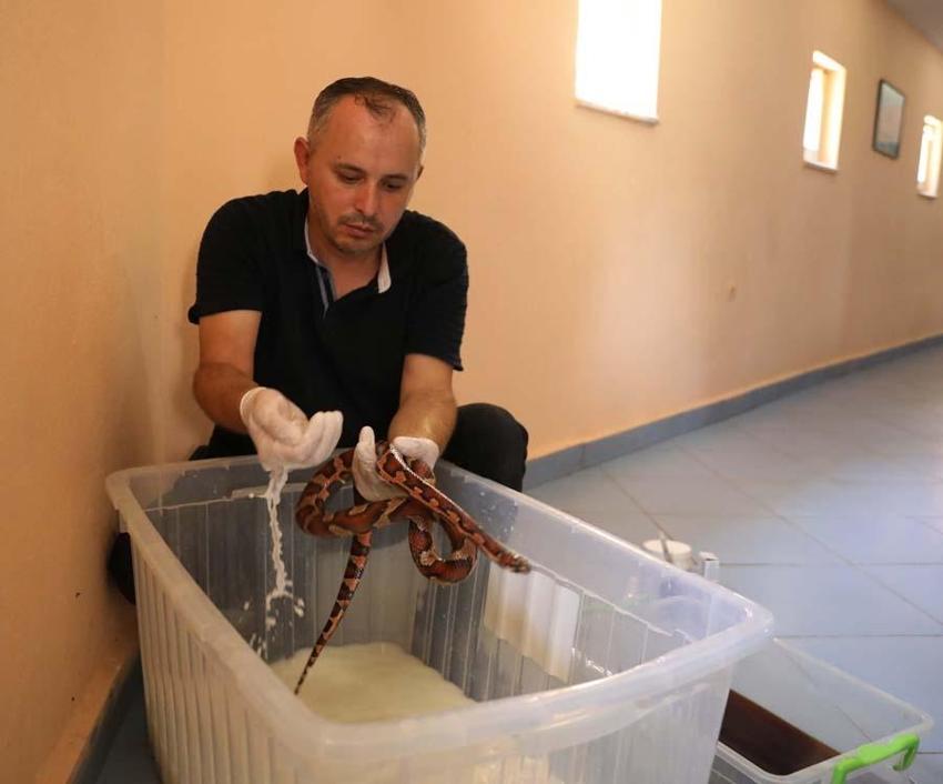 İçi süt dolu küvette yapılıyor! Dikkat çeken görüntü, yılanı...