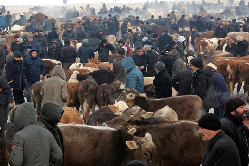 Kurbanlık fiyatları yükselişe geçti! En düşüğü...