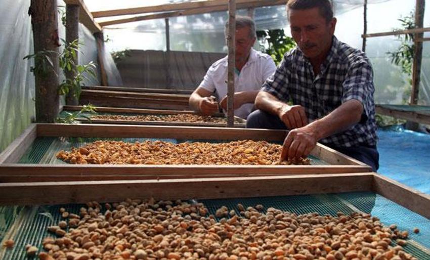 Doğadan toplanması yasak özel izin ile üretiliyor! Siparişlere yetişemiyor: Kilosu bin lira...