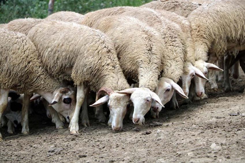 Memleketine geri dönüp bu işi yapmaya başladı! 250 bin liraya sattı