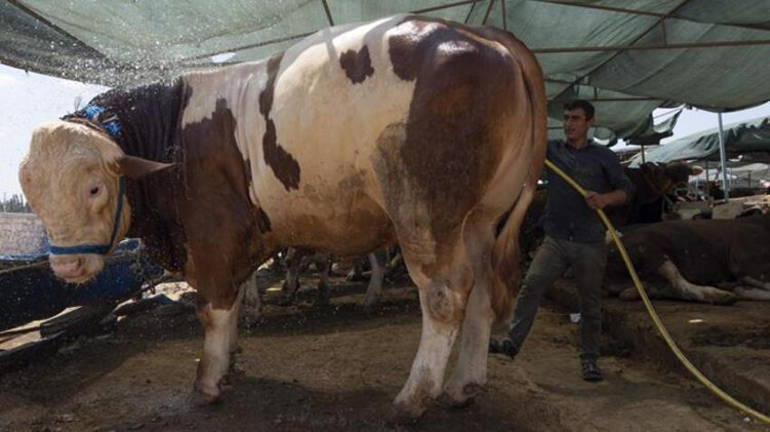 Kurban edilecek sığır kaç yaşında olmalı? Kurbanlıklarla ilgili tüm merak edilenler...