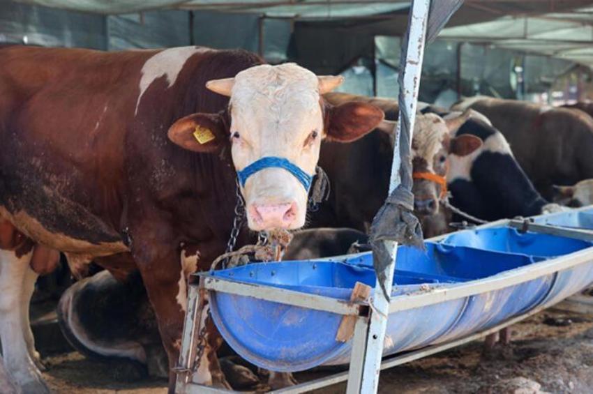 Kurban edilecek sığır kaç yaşında olmalı? Kurbanlıklarla ilgili tüm merak edilenler...