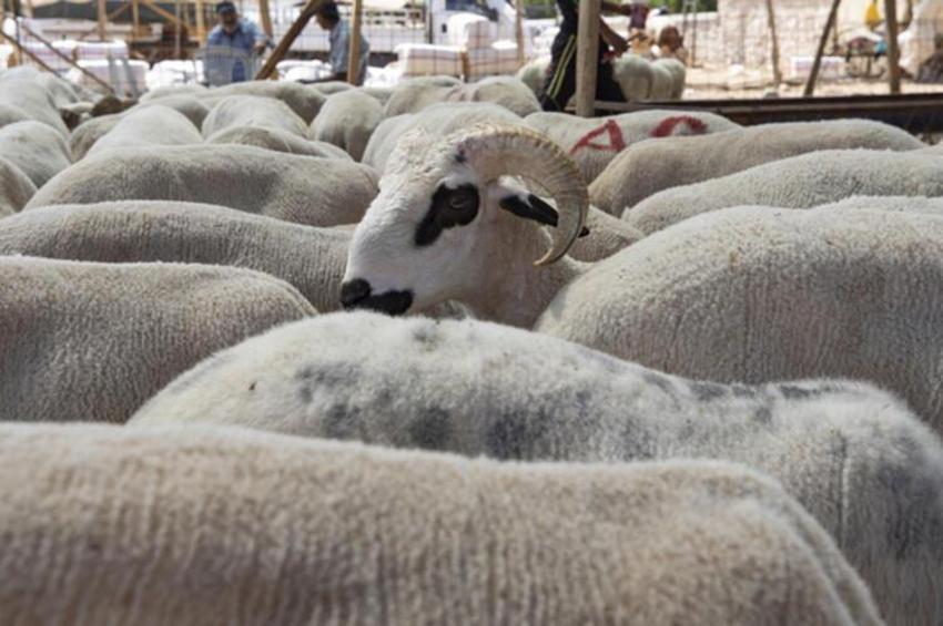 Kurban edilecek sığır kaç yaşında olmalı? Kurbanlıklarla ilgili tüm merak edilenler...