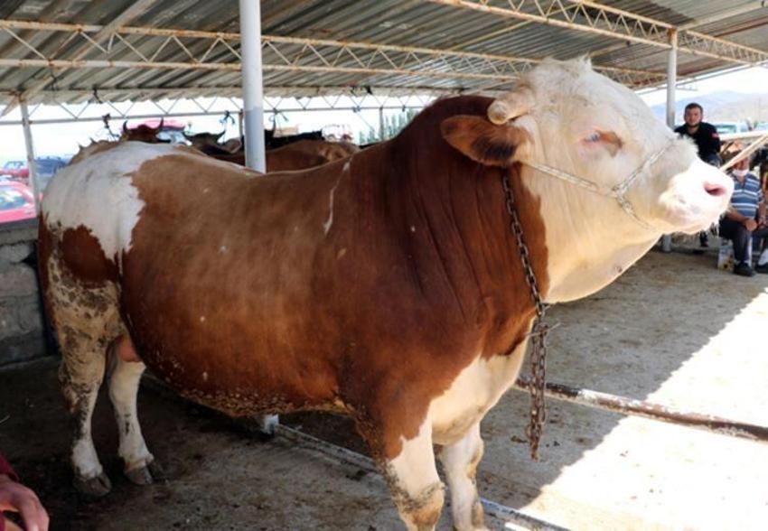 Kurban edilecek sığır kaç yaşında olmalı? Kurbanlıklarla ilgili tüm merak edilenler...