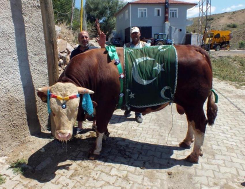 Kurban edilecek sığır kaç yaşında olmalı? Kurbanlıklarla ilgili tüm merak edilenler...