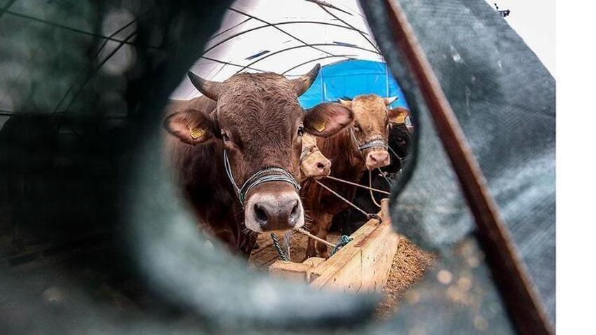 Kurban edilecek sığır kaç yaşında olmalı? Kurbanlıklarla ilgili tüm merak edilenler...
