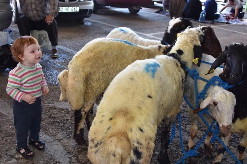 Kurban edilecek sığır kaç yaşında olmalı? Kurbanlıklarla ilgili tüm merak edilenler...