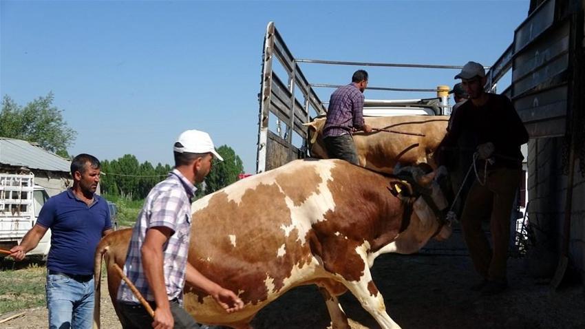 Kurban edilecek sığır kaç yaşında olmalı? Kurbanlıklarla ilgili tüm merak edilenler...