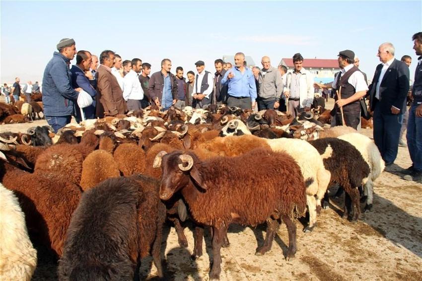 Kurban edilecek sığır kaç yaşında olmalı? Kurbanlıklarla ilgili tüm merak edilenler...