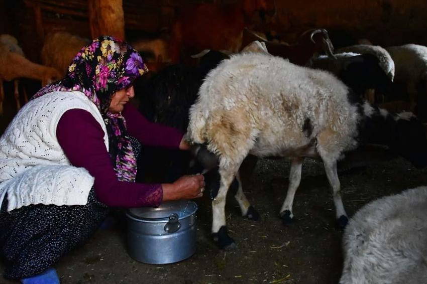 Karaman'da üretildi Fransızlara rakip oldu! Divle obruk peyniri 36 metrede bekletiliyor...