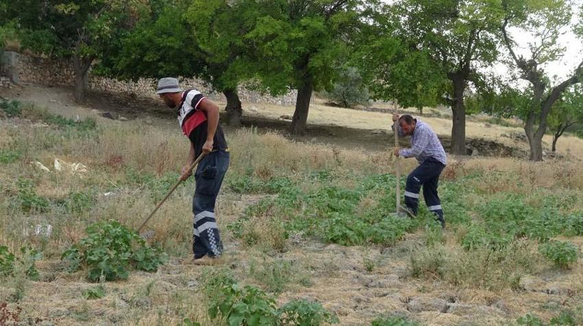 Et yerken görüntülendi, 20 santim boyunda! 'Şaştık kaldık'