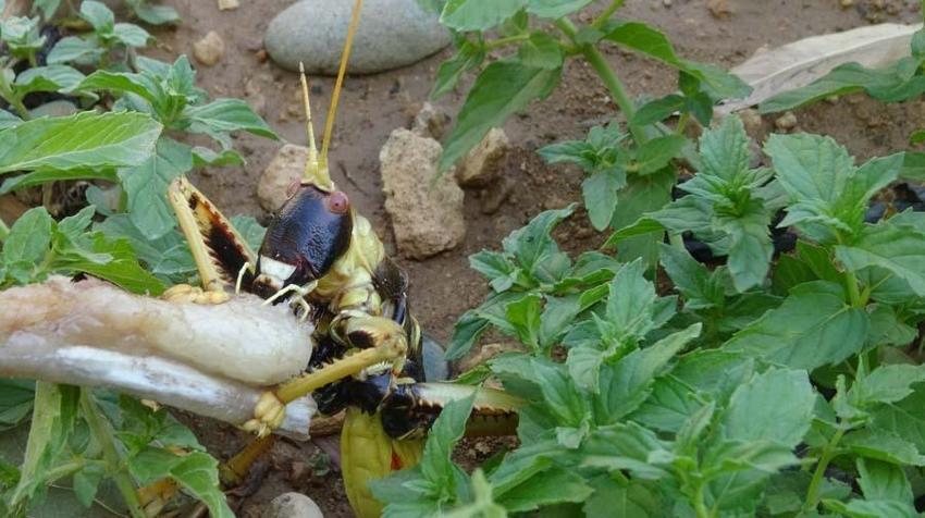 Et yerken görüntülendi, 20 santim boyunda! 'Şaştık kaldık'