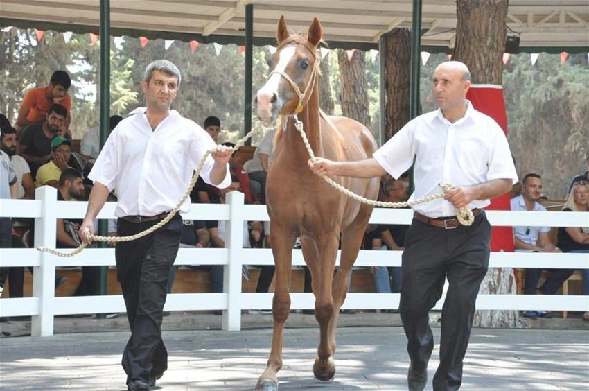 Açık artırmayla 8,5 milyon TL'ye satıldı!