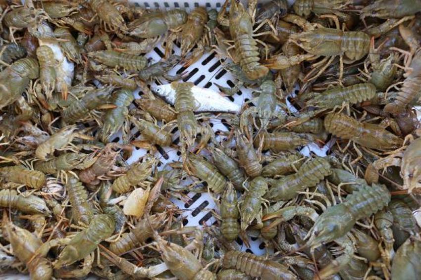 Ayda 100 bin lira kazanıyor! Temmuz, ağustos ve eylülde çalışıyor