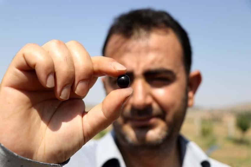 Eşi hastalanınca yetiştirmeye başladı! Taleplere yetişemiyor, kilosu 380 lira...